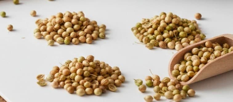 خرید دانه گشنیز تازه خشک برای کارخانجات ادویه داخلی